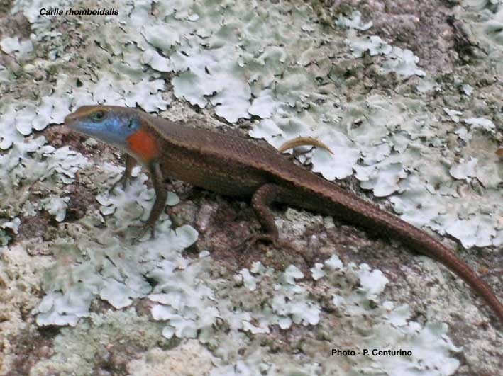 Rainbow Skinks