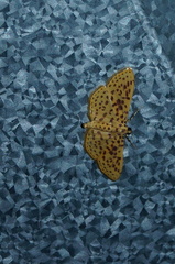 Polygrammodes eleuata