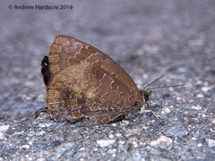 Arhopala bazalus