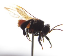 Trigona fulviventris