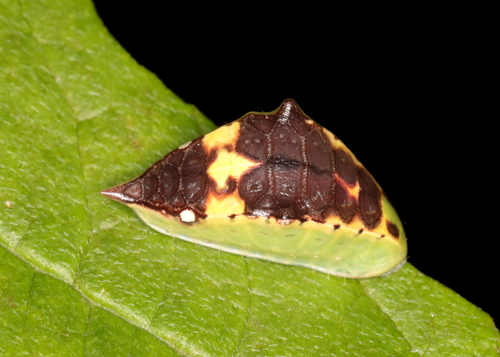 Skiff Moth photo 4