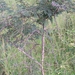 Acacia hockii