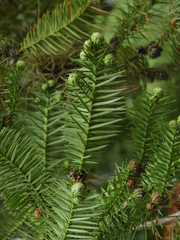 Araucaria