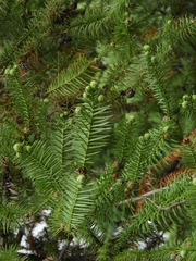 Araucaria
