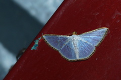 Leuciris