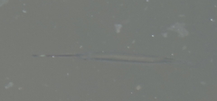 Zenarchopterus