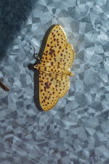 Polygrammodes eleuata