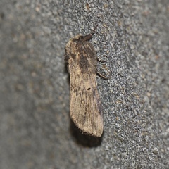 Norracoides basinotata