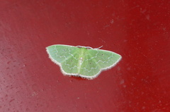 Synchlora irregularia