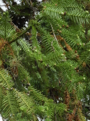 Araucaria