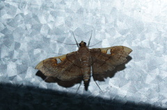 Coenostolopsis