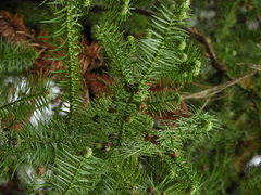 Araucaria