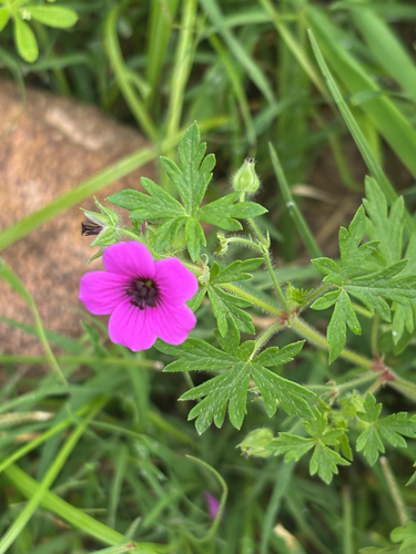 Geranium favosum