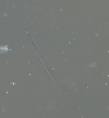 Zenarchopterus