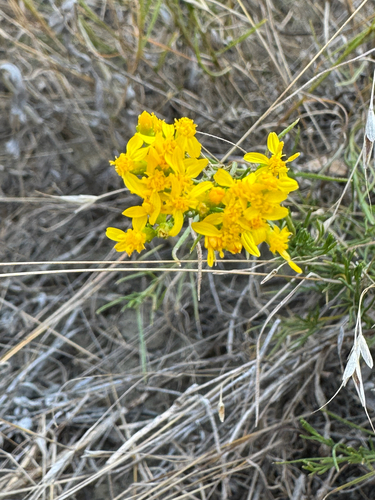 iNaturalist observation 2025-09-07