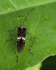 Hypselonotus lineatus