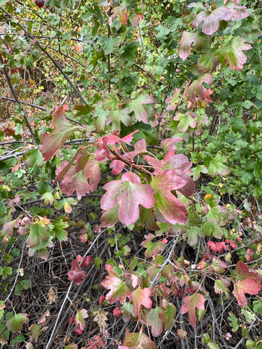 iNaturalist observation 2025-09-07