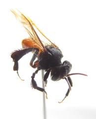 Trigona fulviventris