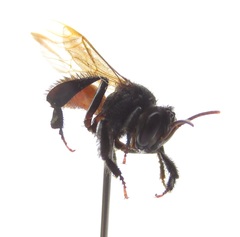 Trigona fulviventris