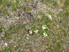 Oxytropis maydelliana