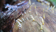 Mucronella bresadolae