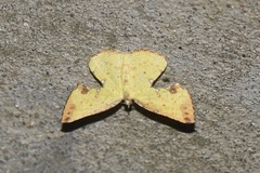 Corymica