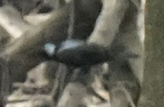 Aplonis panayensis