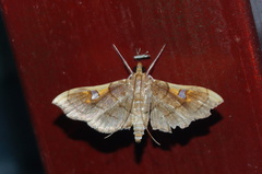 Coenostolopsis