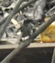 Aplonis panayensis