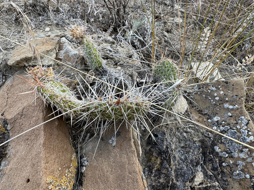 iNaturalist observation 2025-09-07