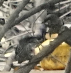 Aplonis panayensis