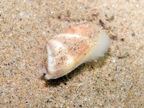 half-striated donax