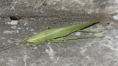 Pseudorhynchus