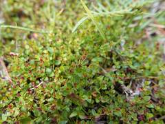 Gonocarpus micranthus micranthus