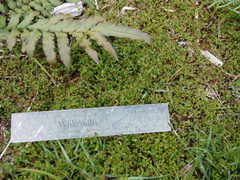 Gonocarpus micranthus micranthus