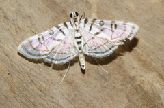 Conchylodes