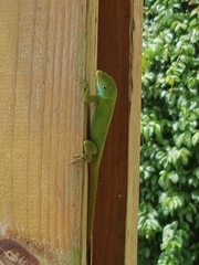 Anolis evermanni