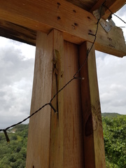 Anolis evermanni
