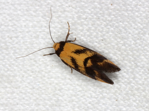 Olbonoma triptycha