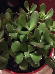 Crassuloideae