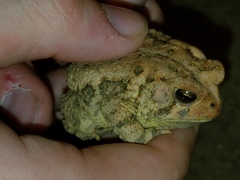 Anaxyrus fowleri