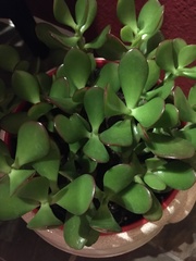 Crassuloideae