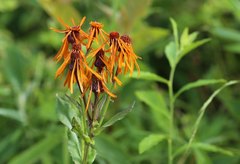 Tephroseris flammea