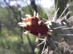 Opuntia caracassana