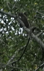Macaca fascicularis