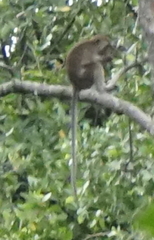 Macaca fascicularis