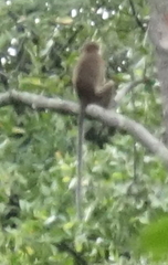 Macaca fascicularis