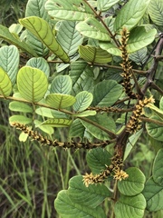 Lonchocarpus rugosus