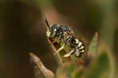 Anthidium