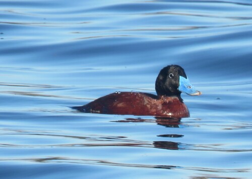 iNaturalist: (c) Gareth Bain, some rights reserved (CC BY-NC), uploaded by Gareth Bain iNaturalist image